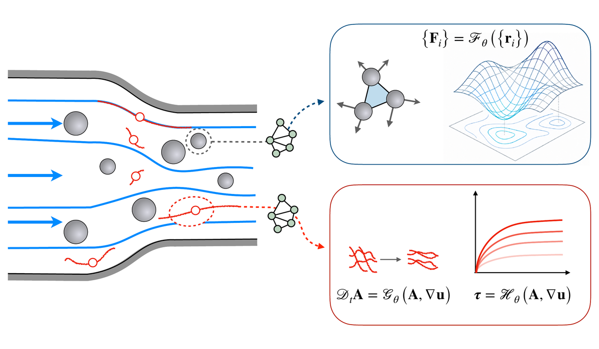 Differentiable models learn particle-scale interactions and continuum constitutive dynamics from complex-fluid flows