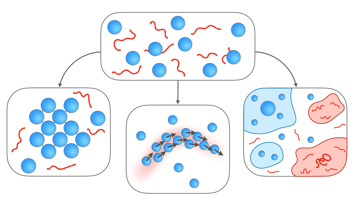 Colloids and polymers forming crystals, coordinated motion, and phase-separated condensates