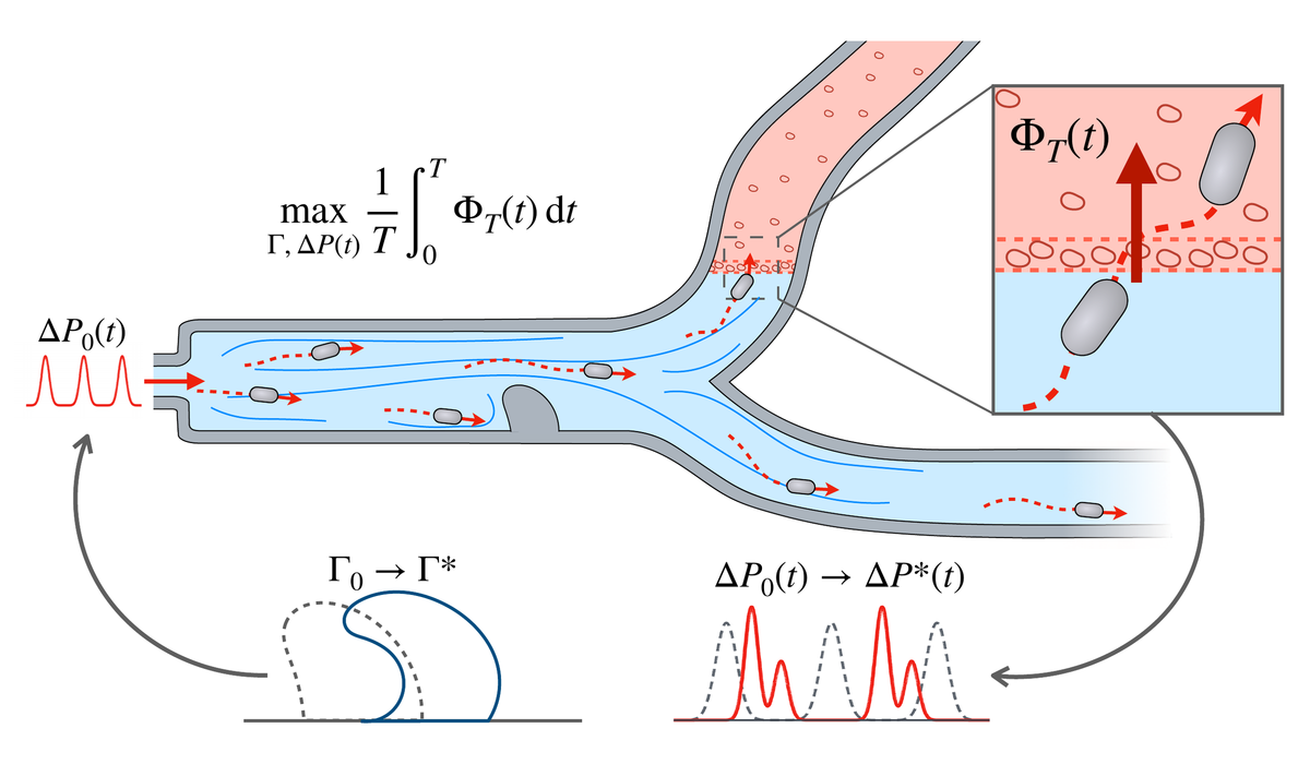Swimmers in a branching microfluidic channel moving toward a porous barrier, with target flux and updated geometry and pressure drive