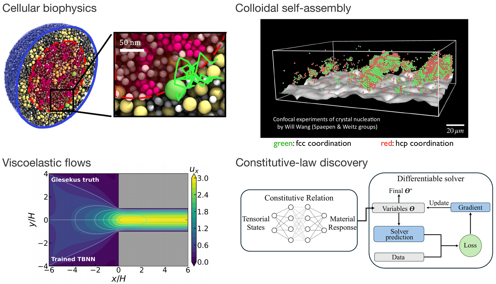 Four research areas: cellular biophysics, colloidal self-assembly, viscoelastic flows, and constitutive-law discovery.
